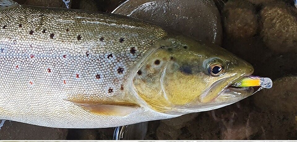 Tsurinoya DW69 Sinking Minnow